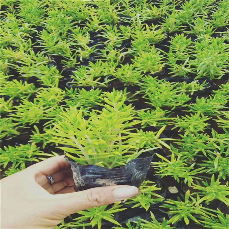 销售金叶佛甲草  金叶佛甲草苗子  质量可靠