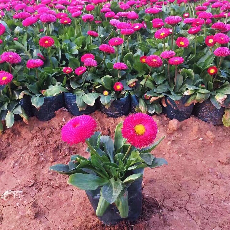 花海景观造型  春菊大量批发  雏菊苗子
