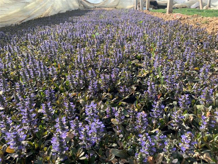 筋骨草小苗 青州筋骨草供应 基地种植筋骨草小苗