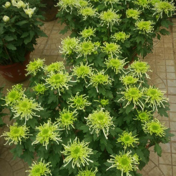 黑心菊