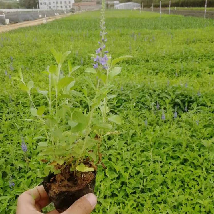 千屈菜报价 青州千屈菜 千屈菜批发销售