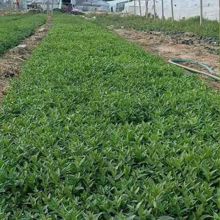 山东千屈菜小苗 千屈菜批发销售 千屈菜报价
