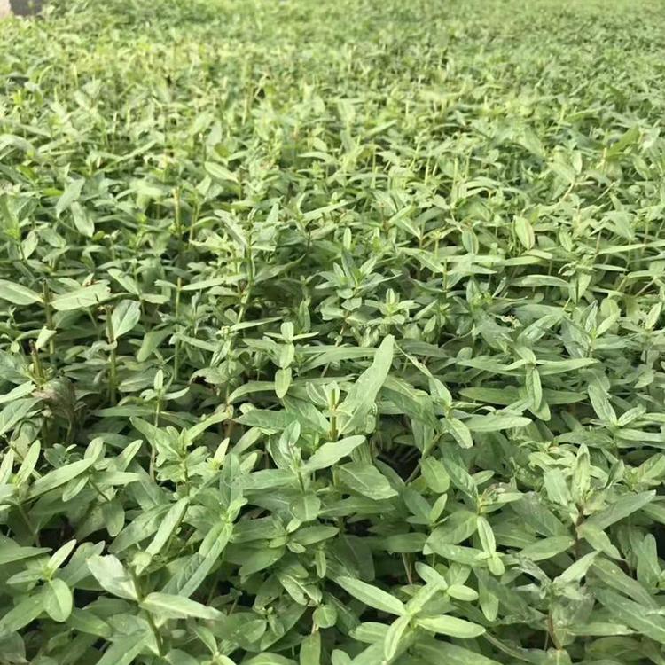 山东千屈菜 千屈菜批发销售 千屈菜基地