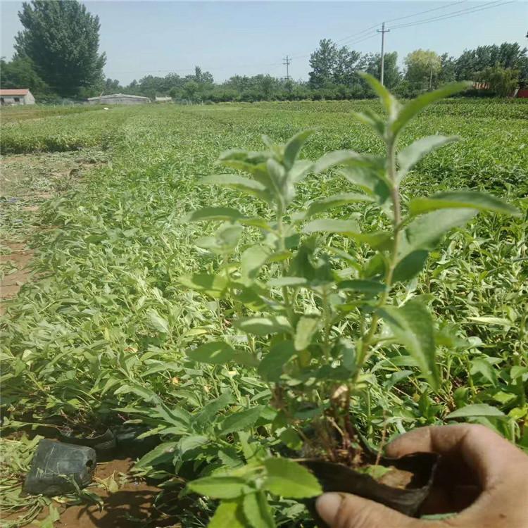 红王子锦带 红王子锦带小苗 青州红王子锦带价格