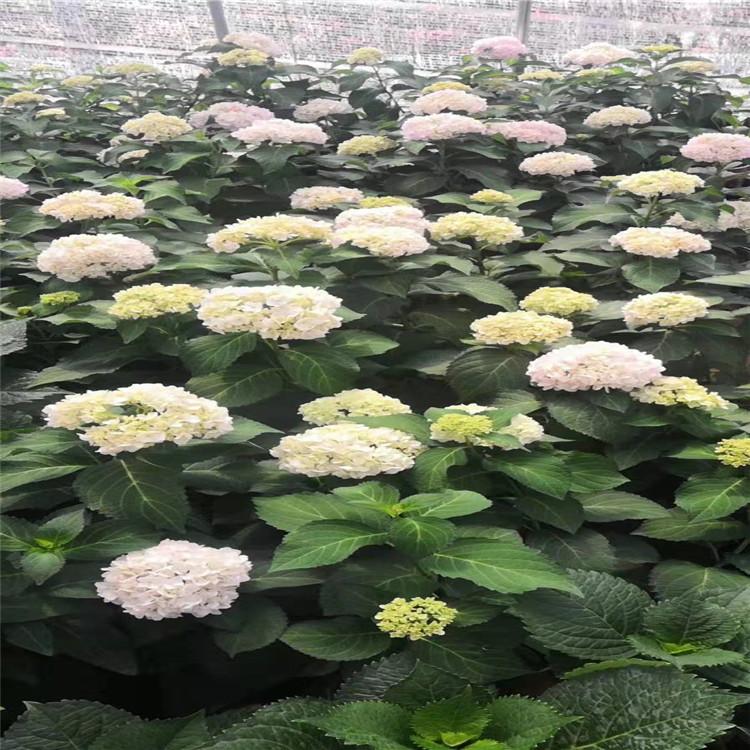 绿化绣球价格 绣球小苗批发 木绣球基地