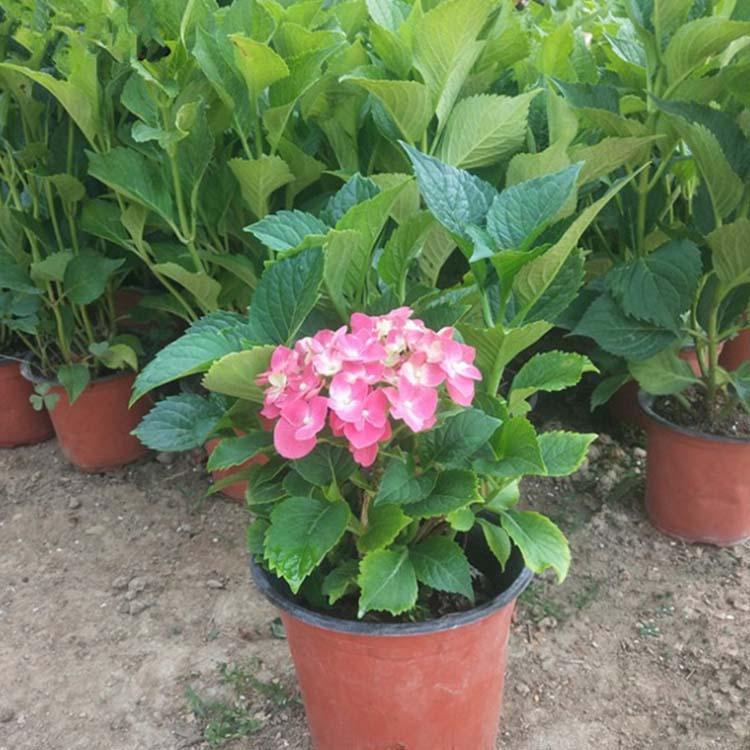 八仙花价格 木绣球无尽夏 多色八仙花基地 双色盆八仙花批发