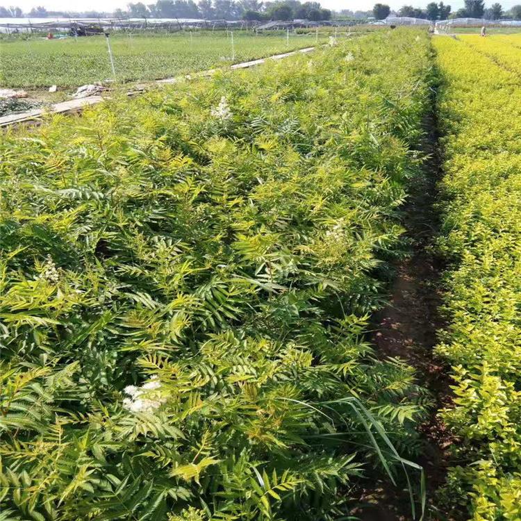 珍珠梅 珍珠梅价格 珍珠梅批发