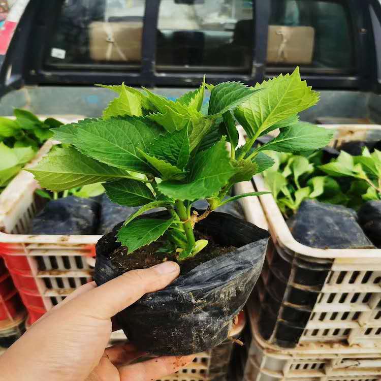 木绣球批发 绣球小苗 木绣球种植基地   绿化专用绣球苗 森木花卉