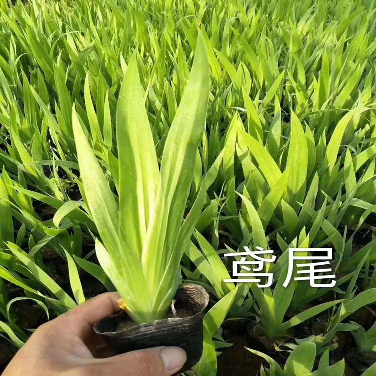 鸢尾  鸢尾苗子供应   鸢尾 基地