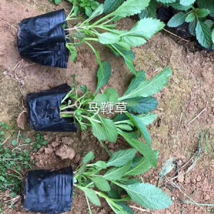柳叶马鞭草行情 播种苗出售 屋顶观赏苗
