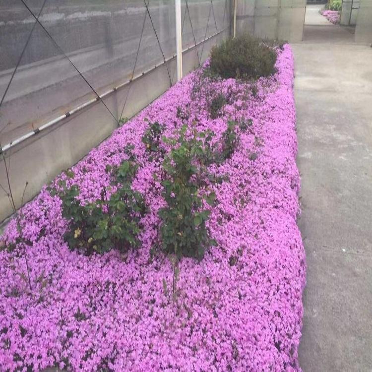 新疆芝樱种苗 芝樱价格 供应批发芝樱种苗
