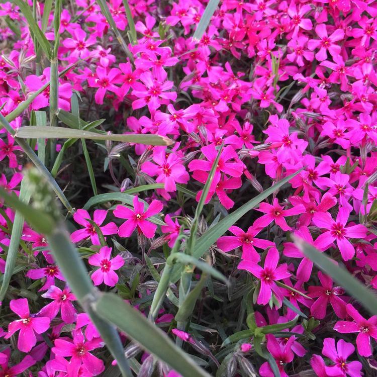 陕西芝樱杯苗 芝樱基地 量大从优芝樱杯苗