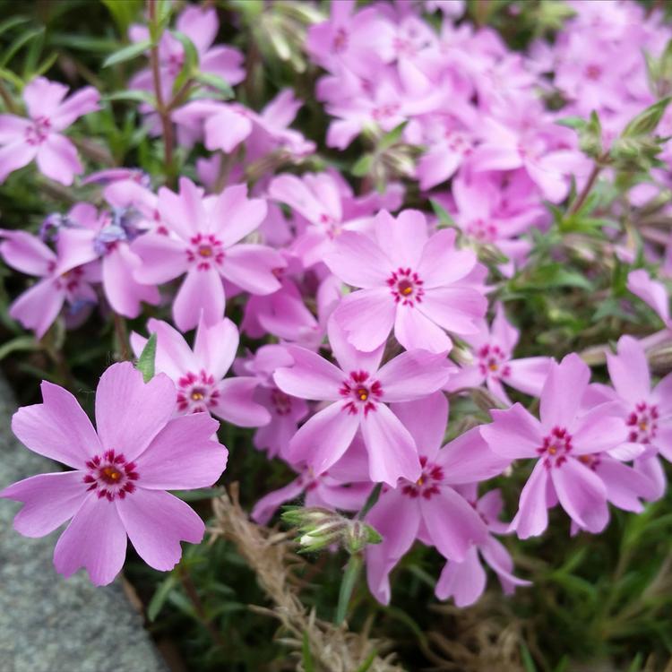 芝樱种苗 现货发车 青海芝樱种苗 芝樱价格