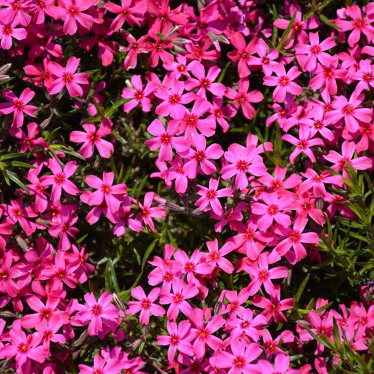 品优价廉芝樱 江西芝樱 芝樱基地
