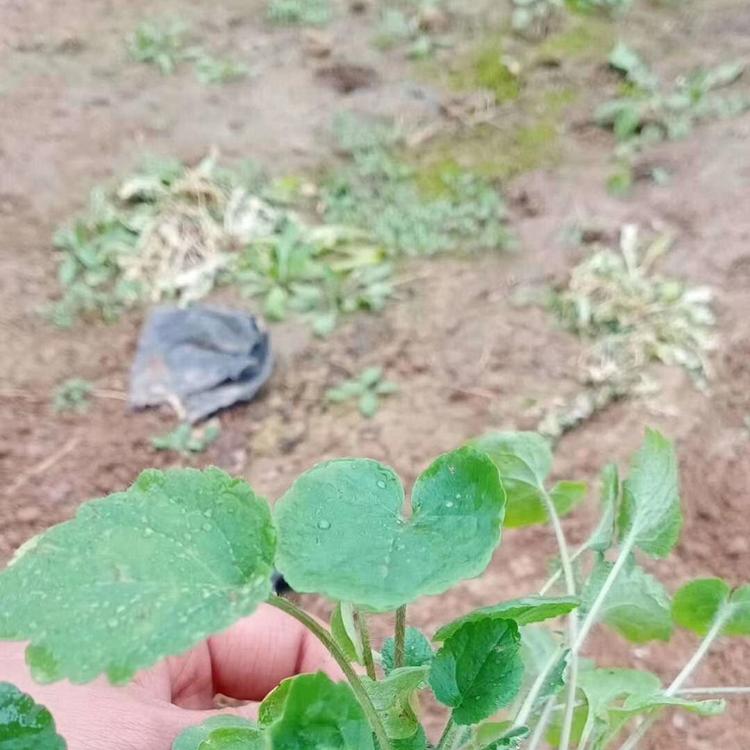 二月兰价格 山东二月兰种植基地 二月兰供应商 二月兰报价