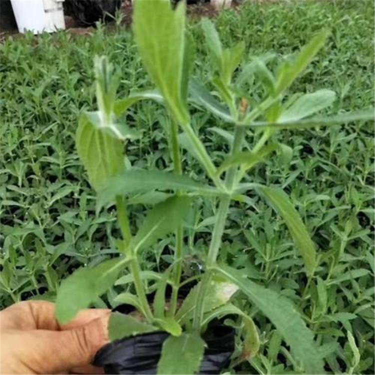 马鞭草种植批发基地