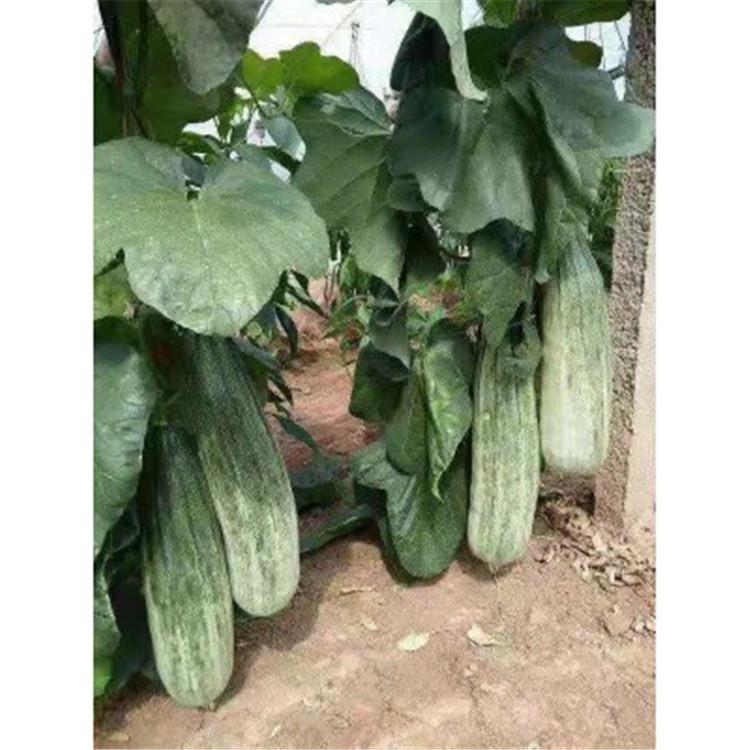 羊角蜜甜瓜苗  长势好 甜瓜苗  批发好价