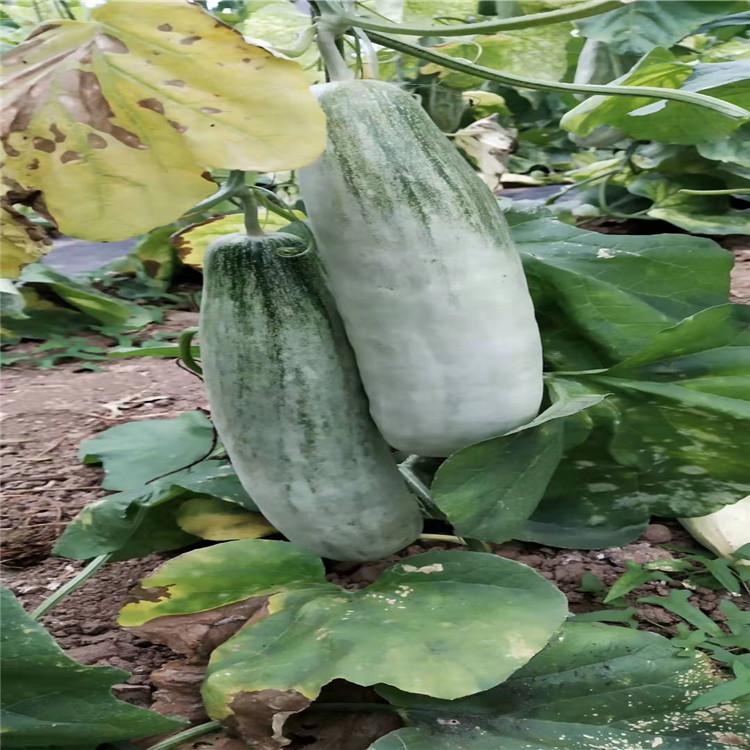 甜瓜种苗  早春羊角蜜种苗 寿光种苗  兴辰