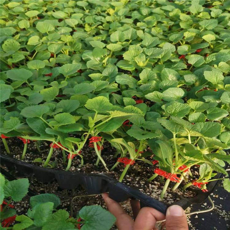 甜瓜种苗  早春羊角蜜种苗 温室种植  种植基地