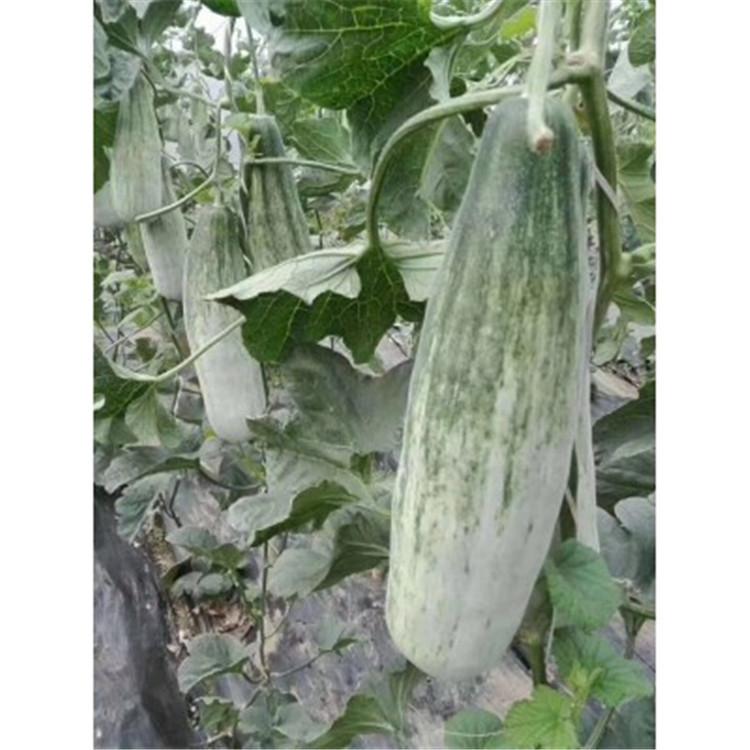 羊角蜜种苗  羊角蜜甜瓜苗 温室种植  兴辰
