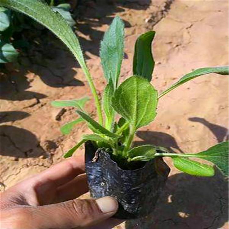 黑心菊批发种植基地