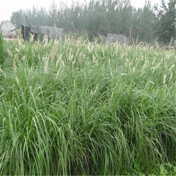 狼尾草价格 狼尾草小苗批发 山东观赏草种植基地