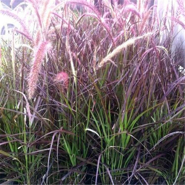 紫叶狼尾草 观赏草基地批发采购