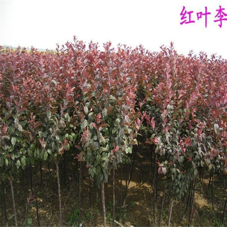 青州红叶李价格 紫叶李树苗批发