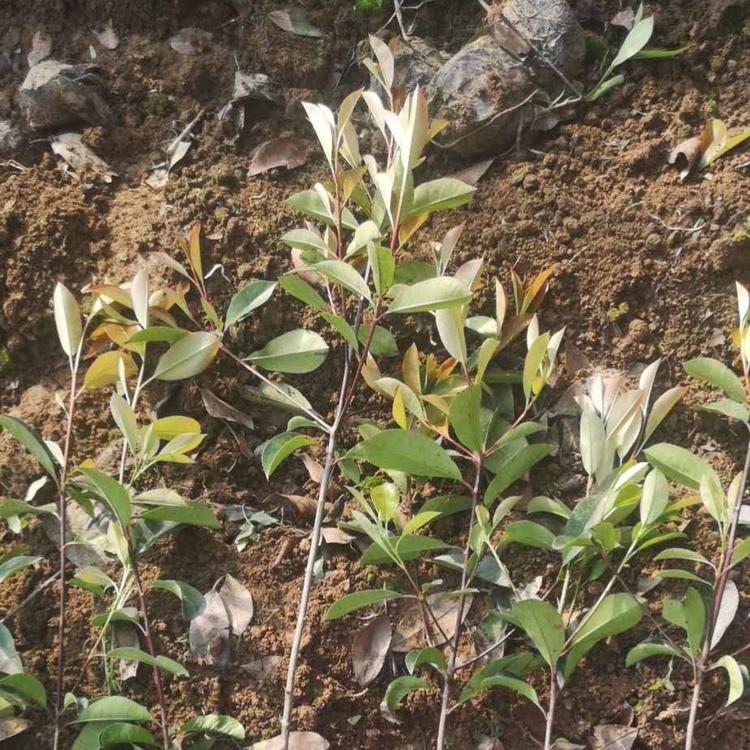 红叶石楠价格 杯苗红叶石楠 山东红叶石楠基地自产自销