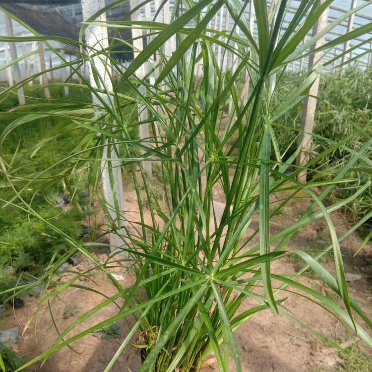 旱伞草种植基地 旱伞草价格 山东杯苗旱伞草种植基地