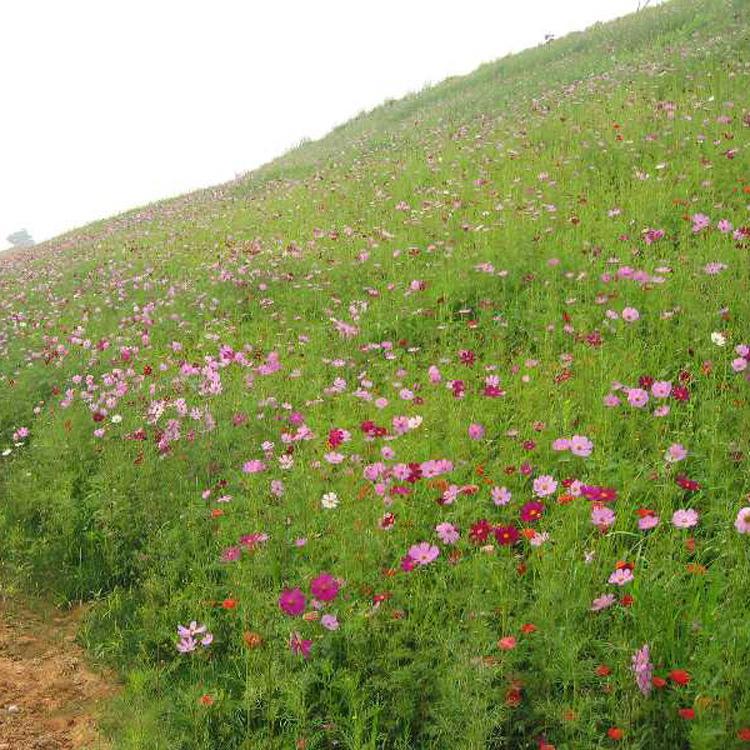 直销波斯菊      波斯菊价格