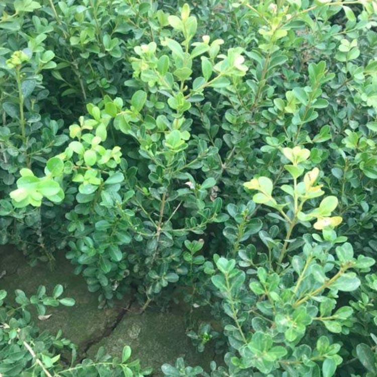 山东瓜子黄杨批发商 瓜子黄杨绿化苗种植基地 万诺瓜子黄杨