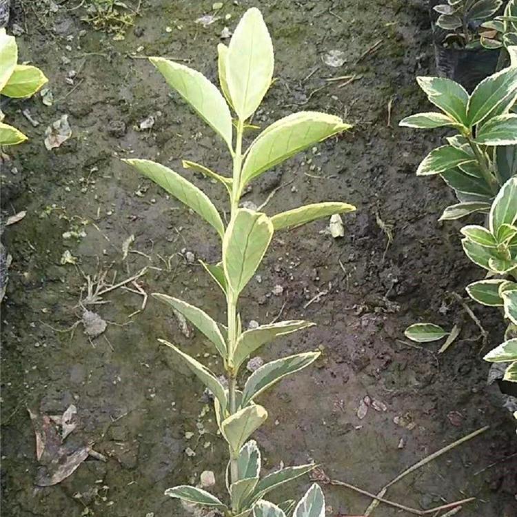 万诺金边黄杨基地直销 山东金边黄杨_金边冬青绿化苗批发