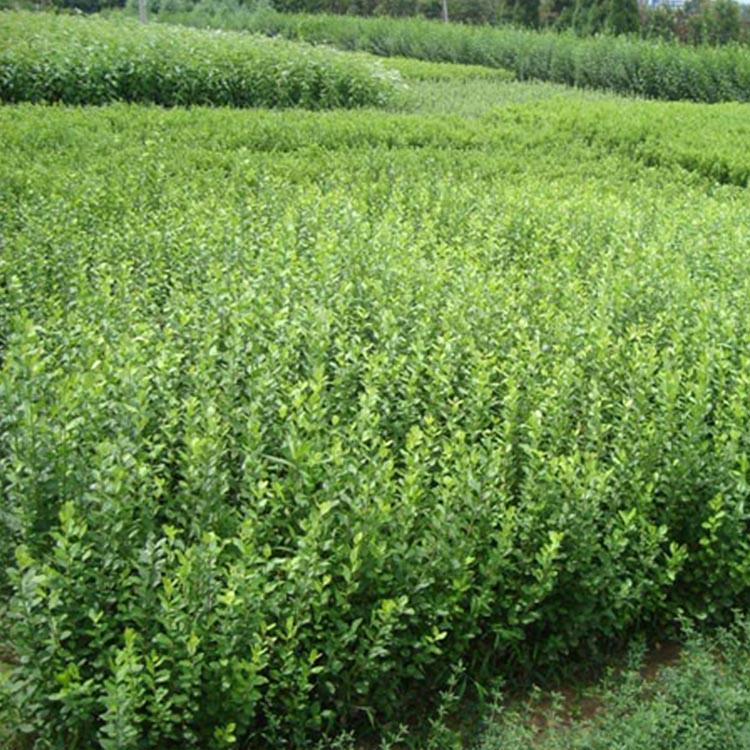 卫矛供应商 山东青州卫矛绿化小苗批发价格 大量现货
