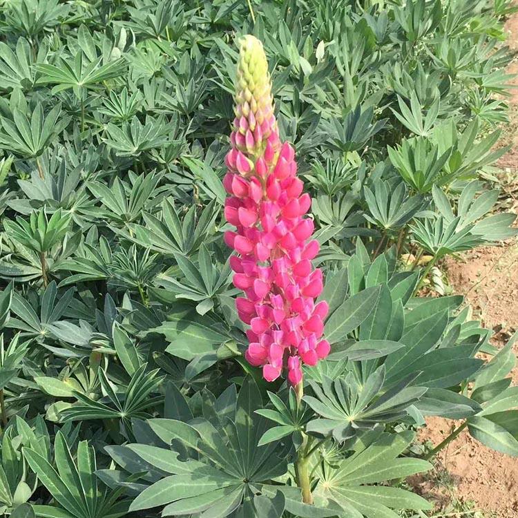 羽扇豆批发价格 欢迎致电万诺羽扇豆种植基地询价