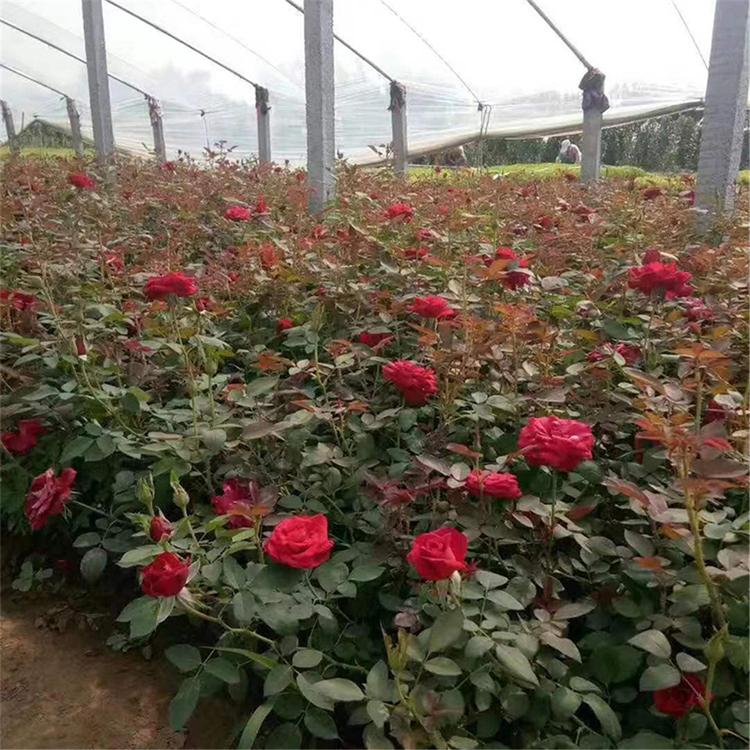 大花月季价格 山西大花月季杯苗 大量供应大花月季杯苗