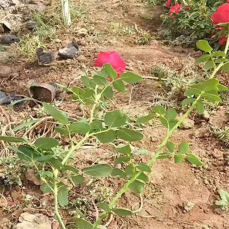 大量供应 湖北大花月季杯苗 金大花月季价格