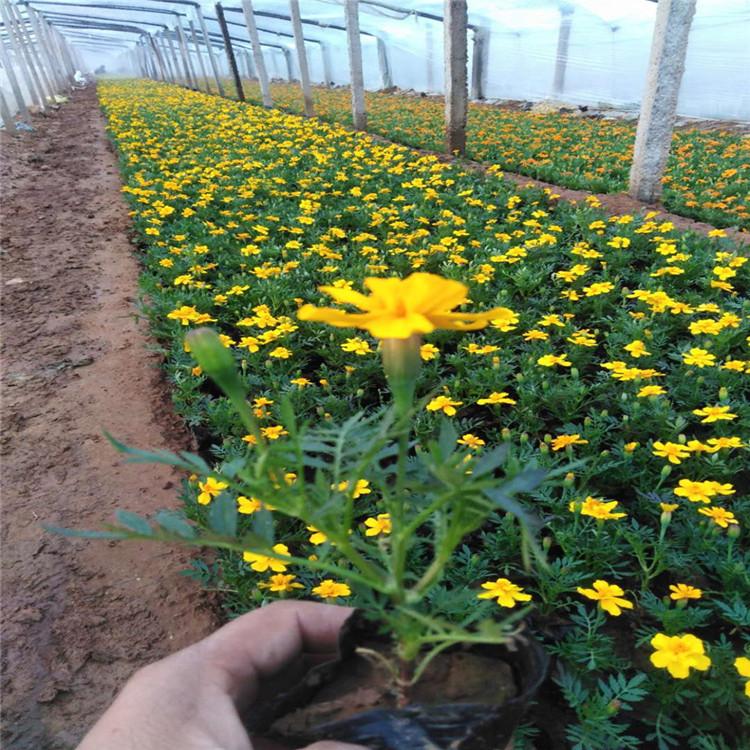 孔雀草批发 孔雀草小苗价格 山东孔雀草种植基地