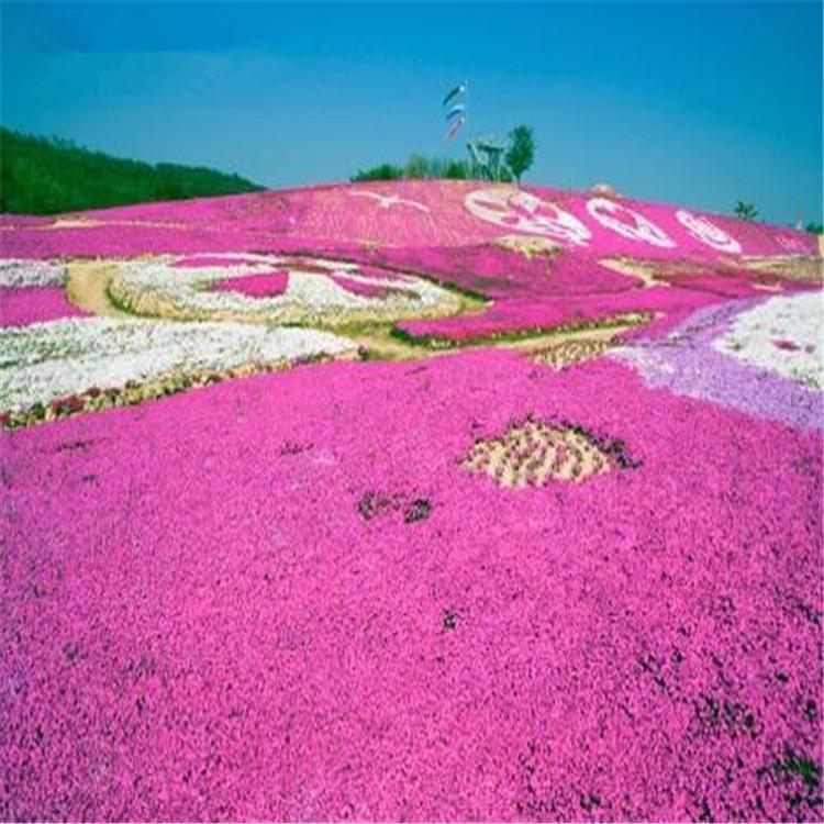 专业打造丛生福禄考花海 福禄考花苗批发