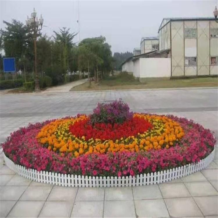 时令草花批发 五一组摆草花批发 花坛组摆草花价格