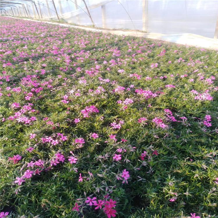 丛生福禄考（芝樱）花海用苗