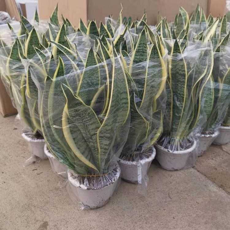 新叶花卉出售盆花虎皮兰 虎皮兰价格 青州虎皮兰
