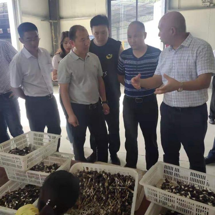 大山深处无污染无农药残留黑皮鸡枞菌菌包厂家直销