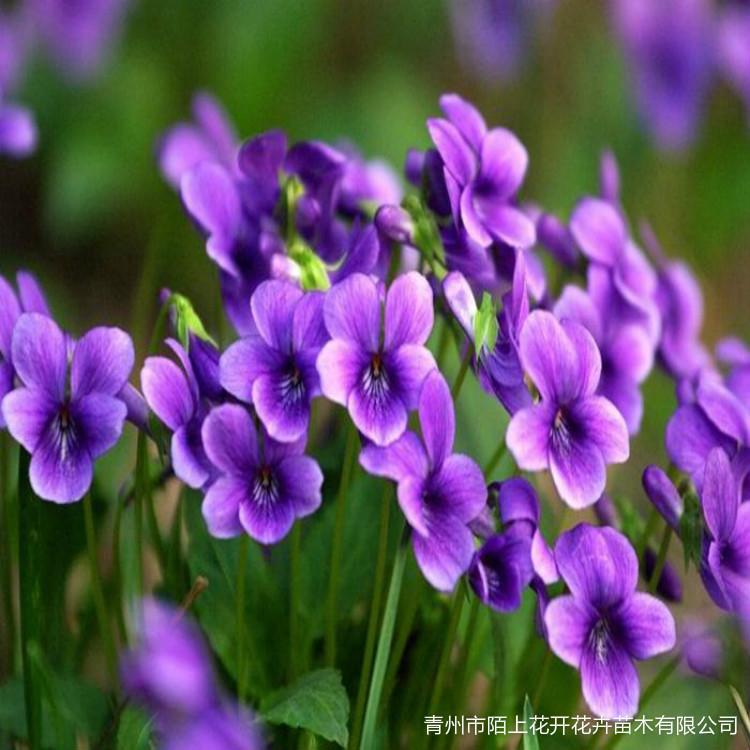 出售紫花地丁    紫花地丁小苗    紫花地丁价格