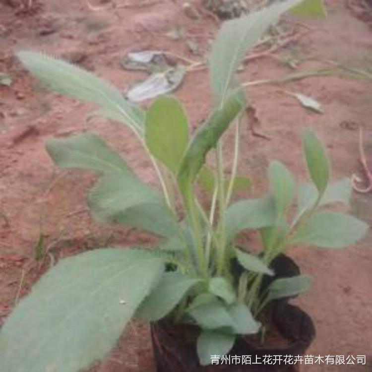 出售黑心菊   黑心菊小苗供应    黑心菊批发