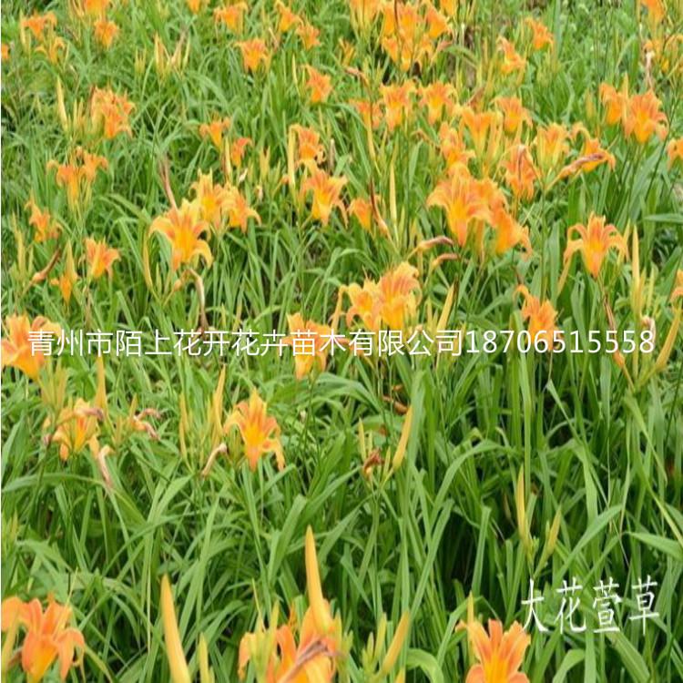 出售大花萱草 大花萱草批发 大花萱草供应