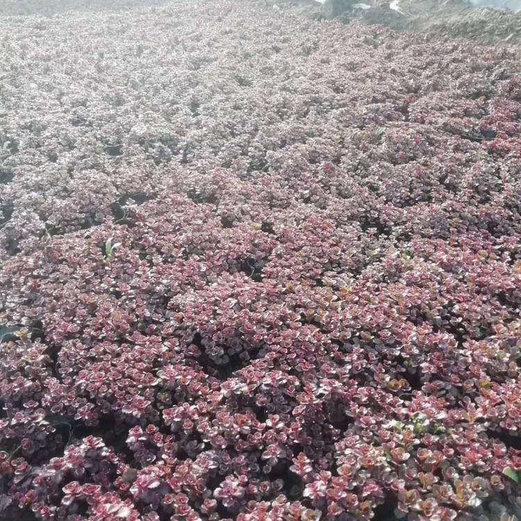 绿化红景天价格 红景天基地