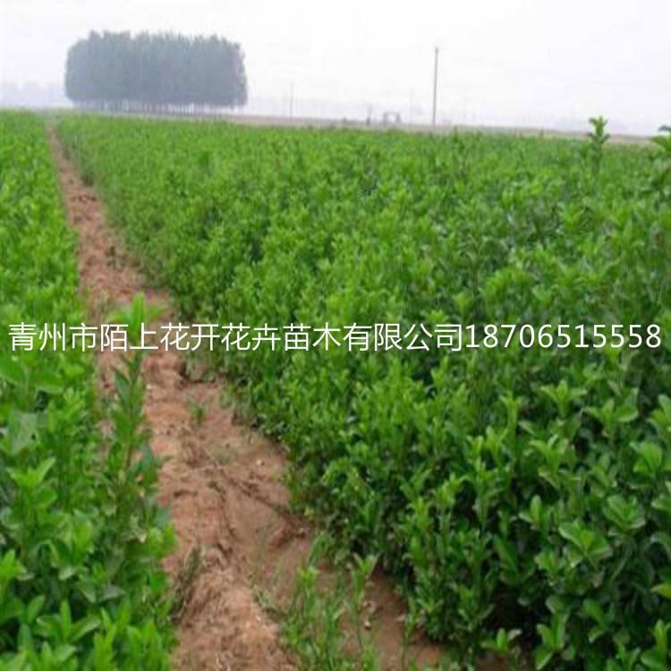 出售上盆卫矛地栽卫矛  卫矛价格   卫矛批发   卫矛供应