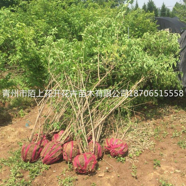 出售丛生金银木   从生金银木    金银木价格