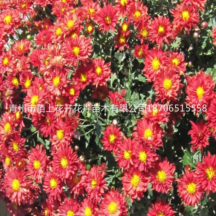 出售地被菊小苗   地被菊价格   地被菊批发  地被菊供应